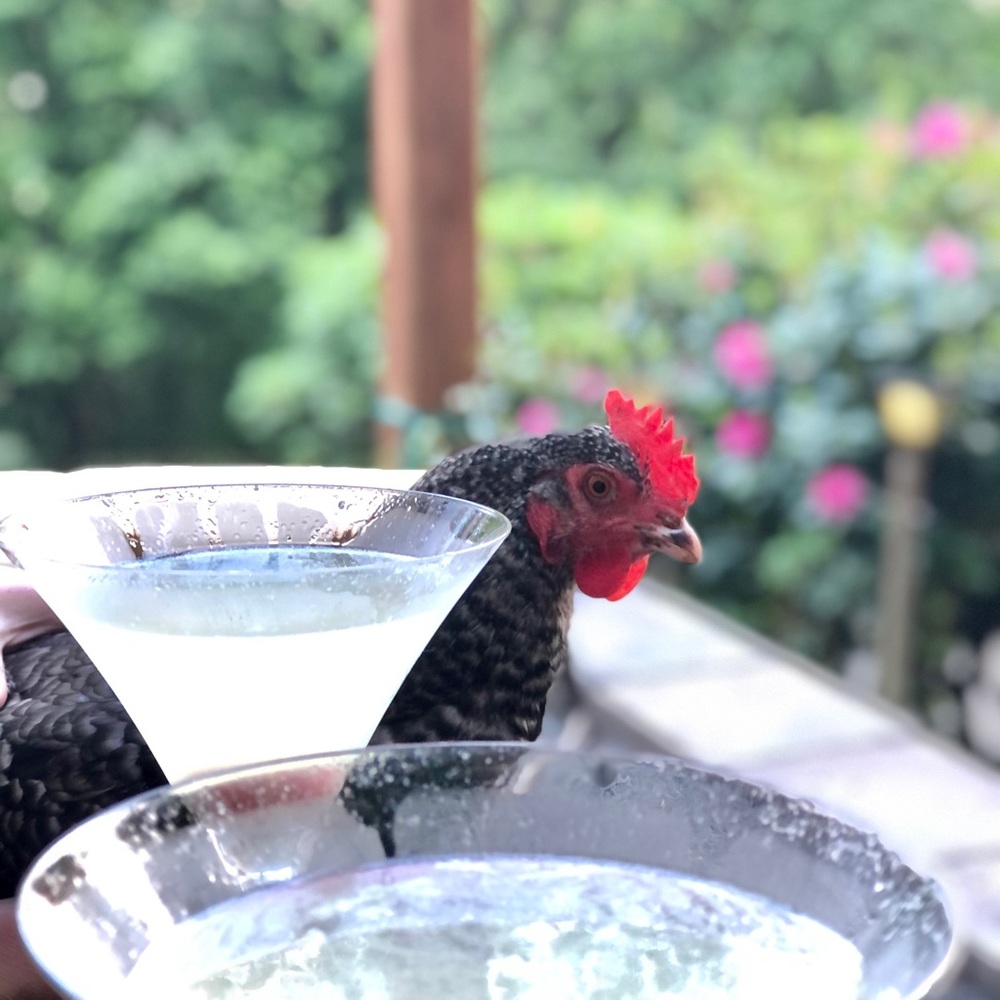 Meet your Posher, Alison